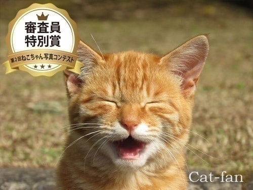 審査員特別賞微笑み