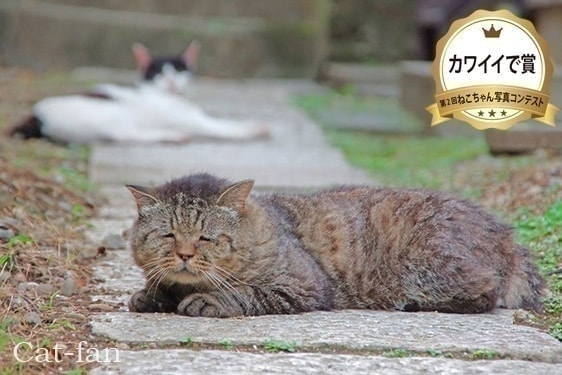 第2回受賞者カワイイで賞