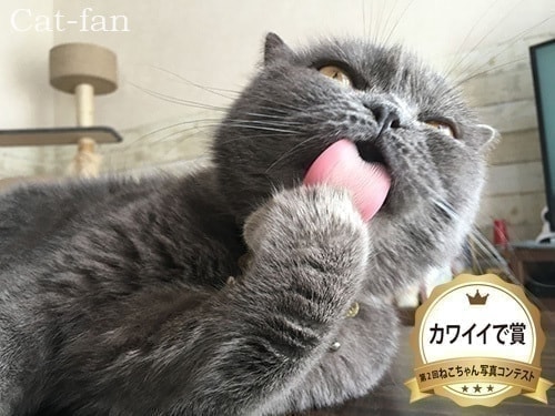 第2回受賞者カワイイで賞