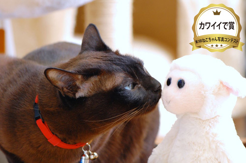 カワイイで賞写真コンテスト