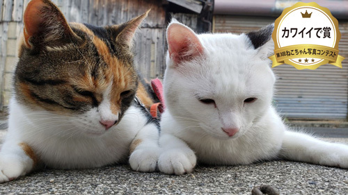 写真コンテストカワイイで賞