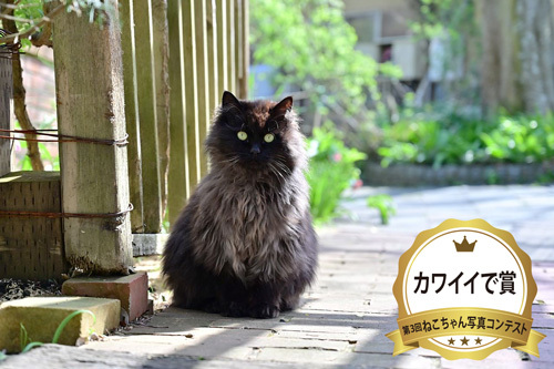 写真コンテストカワイイで賞