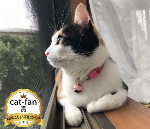 at-fan賞写真コンテスト