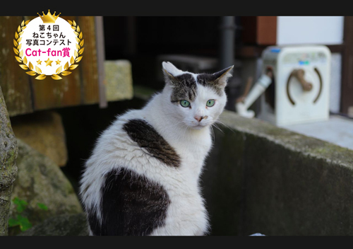catfan賞