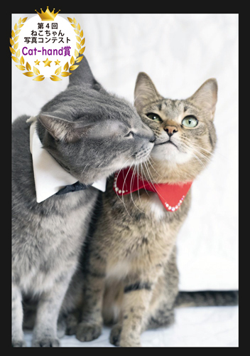cat-hand賞