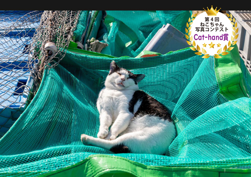 cat-hand賞